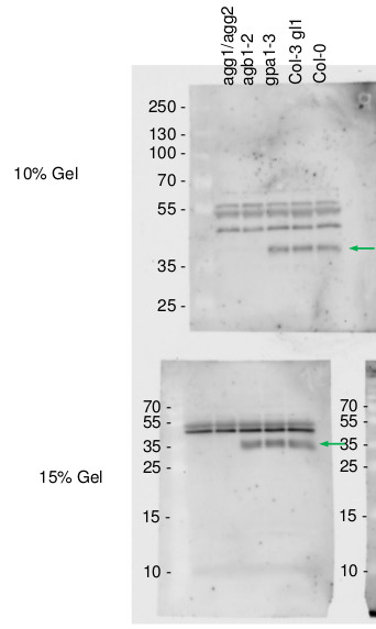 Western blot using anti-AGB1 antibodies